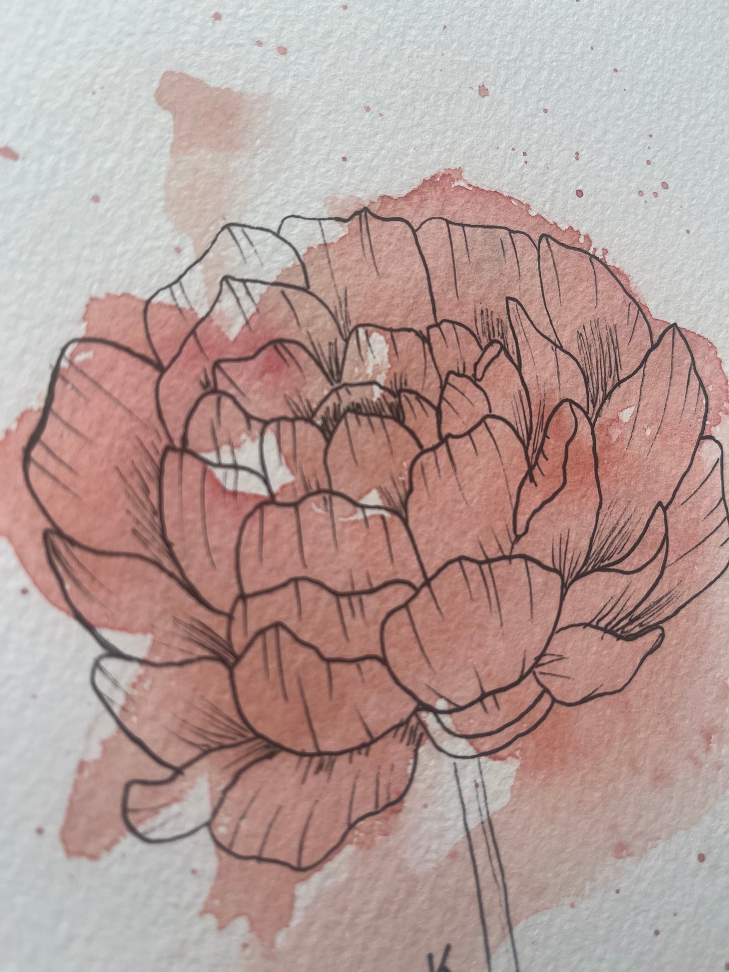 Floral Blush: Original watercolor painting and floral outline of a Peony bloom